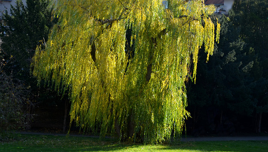Weeping willow in the swamp of Audomarois in the north of France