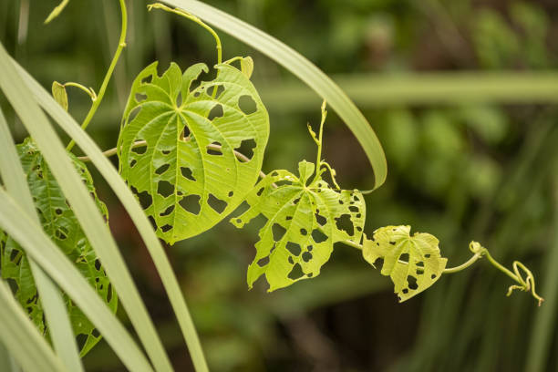 Damaged air potato leaves with portions consumed by the biocontrol beetle Lilioceris cheni. Photo taken at Sweetwater Wetlands Park in Gainesville, Florida.\nNikon D 750 with Nikon 200mm macro lens