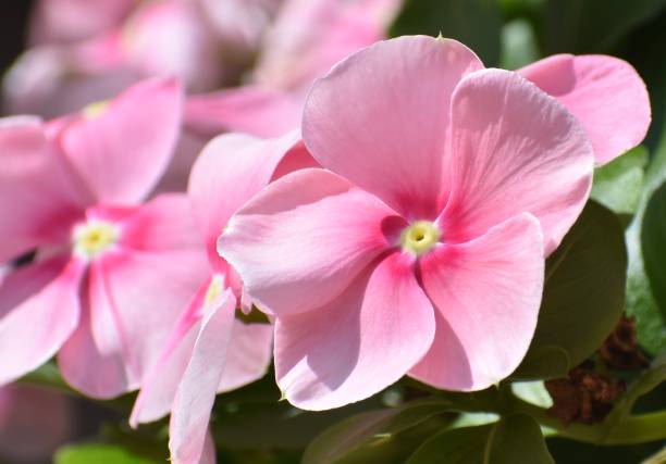 istock Bright pink periwinkle flowers in a tropical garden 1287215526