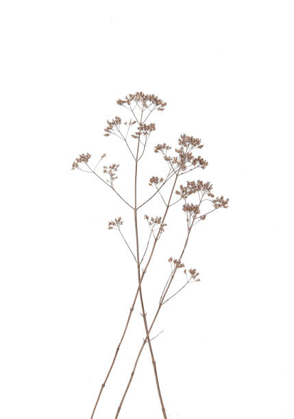 istock Dry field flowers isolated on white background. 1287215622