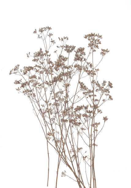 istock Dry field flowers isolated on white background. 1287215640