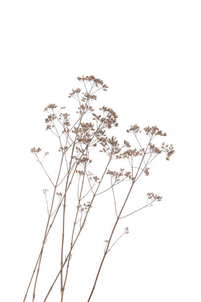 istock Dry field flowers isolated on white background. 1287215656
