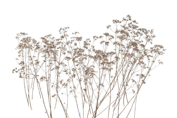 istock Dry field flowers isolated on white background. 1287215743