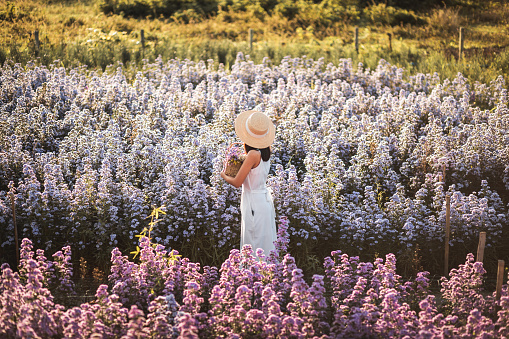 Winter travel relax vacation concept, Young happy traveler asian woman with dress sightseeing on Margaret Aster flowers field in garden at Chiang Mai, Thailand