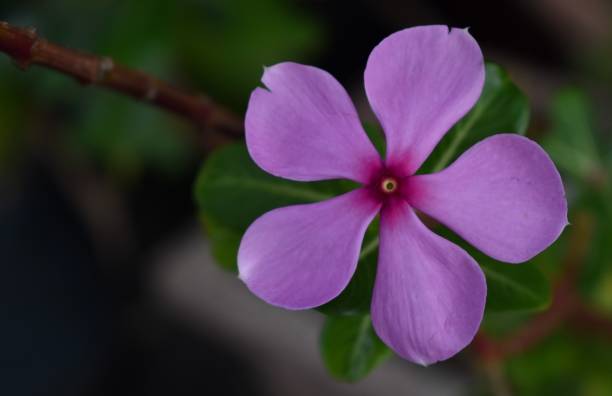 istock Close up of a beautiful pink periwinkle flower 1287218247