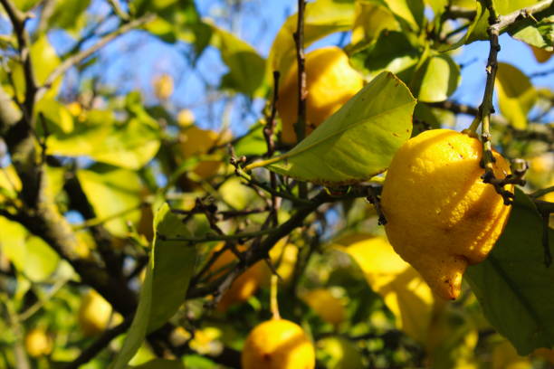 istock Yellow ripe lemons on a branch with leaves. 1287218780