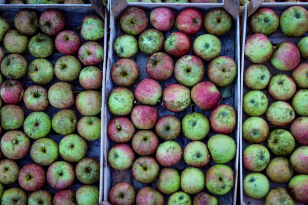 maçãs caseiras na queda no campo. maçãs perfeitamente empilhadas em uma caixa de madeira. - agriculture autumn apple greengrocers shop - fotografias e filmes do acervo