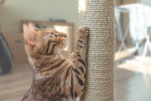 istock Tabby cat and scratching post in the room. 1287219495