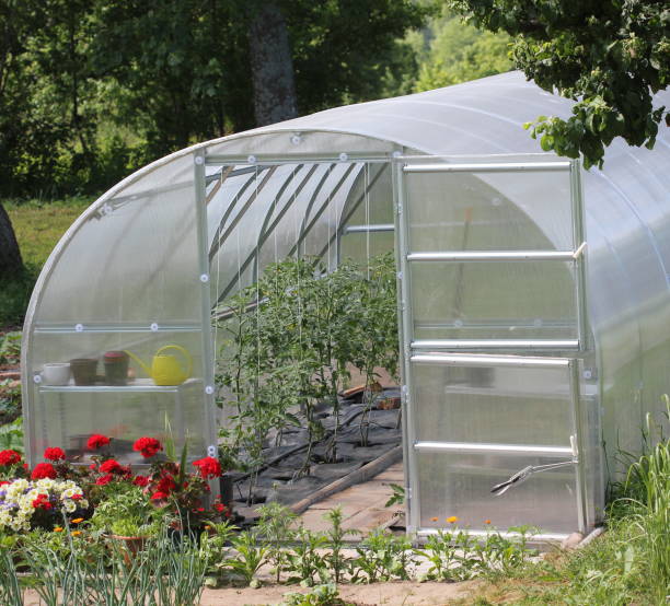 istock Greenhouse in back garden with open door 1287220573