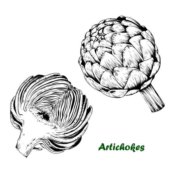 вектор артишок набор. - artichoke stock illustrations