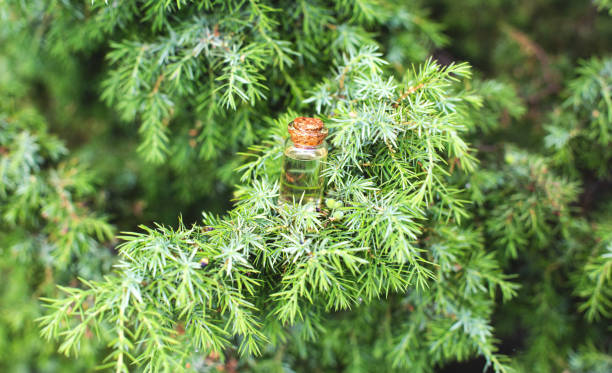 Cosmetic and healing oil from juniper and pine, background Cosmetic and healing oil from juniper and pine, background, cypress juniperus procumbens stock pictures, royalty-free photos & images