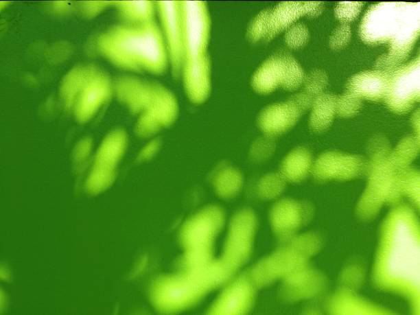 istock Collection of green wall and tree shadows 1287222206