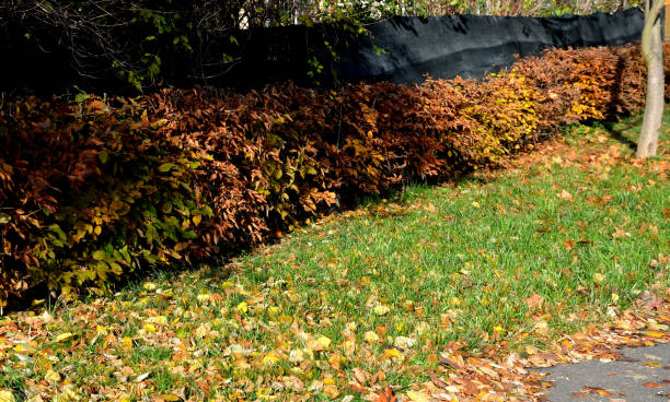 istock visual barrier on a wire fence. it consists of a green shading fabric with low transparency. in front of the fence is a shaped hedge of hornbeam. Shaping trimming branches create a dense shrub 1287222326