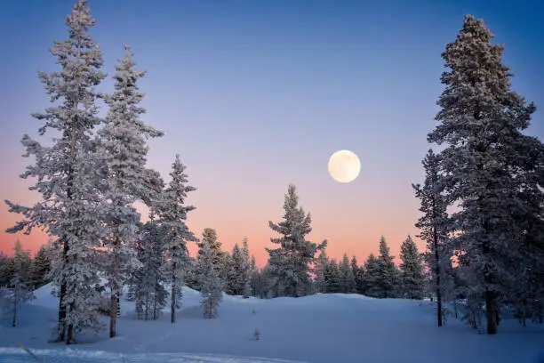 Photo of Landscape of snowy trees in winter in Lapland, Finland with moon rising at dusk