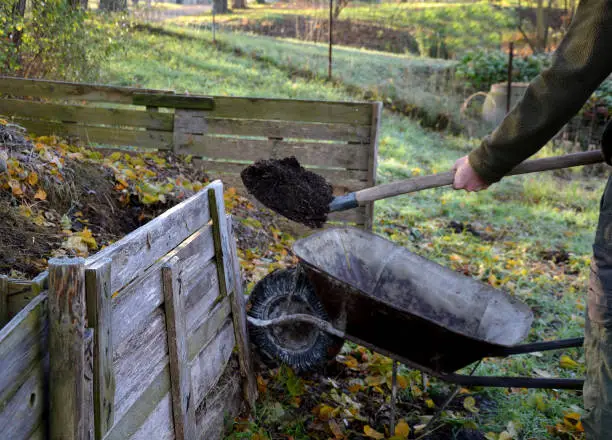 Photo of shuffling compost for aeration and better rot. the gardener uses a shovel and pitchfork in his hand. He has green pants and a jacket. Compost is in a wooden plank box. garden wheelbarrow