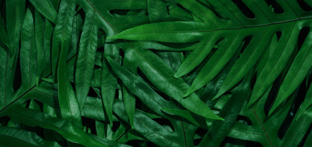 istock abstract green leaf texture, nature background, tropical leaf 1287223975
