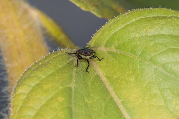 istock Close-up of a green bug sitting on a leaf, Germany 1287224264