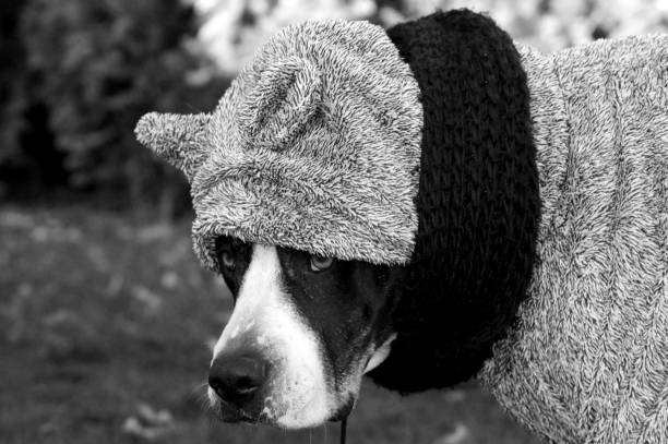 istock Bulldog dog warmly dressed in winter 1287225268