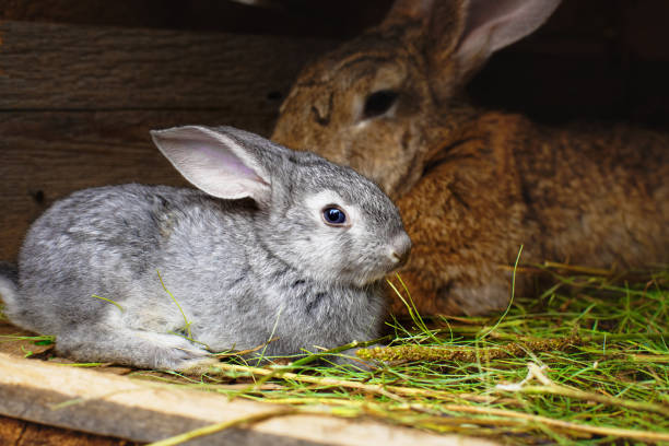 istock A small grey rabbit next to my mother. Touching animal relationships. 1287225692