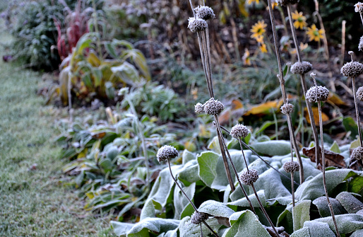 alba, autumn, beauty, bee, beekeeping, blizzard, close up, close-up, color, coloured, concrete, cover, december, fall, flower, flowerbed, freeze, frosted, garden, green, hirta, hive, hoarfrost, ice, icing, lawn, leaf, light, misty, mustard, natural, orange, outdoor, park, phlomis, plant, red, rudbeckia, russeliana, sedum, shine, sinapis, sunrise, telephium, tree, triloba, wall, weather, winter, yellow, anemone, japonica
