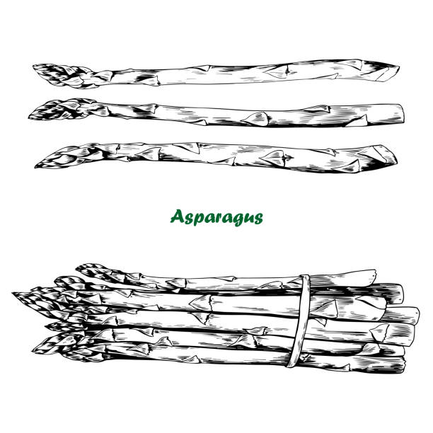 ilustrações, clipart, desenhos animados e ícones de conjunto vetorial desenhado à mão de aspargos frescos. - asparagus