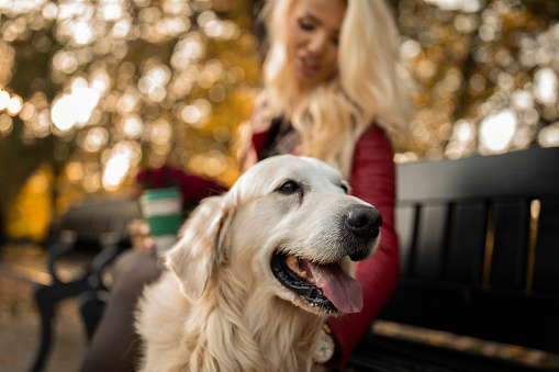 Selective focus shot of beautiful golden retriever panting as he is resting from a walk with his owner who is sitting on a park bench and enjoying her coffee.