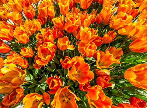 High angle view of Orange Tulips