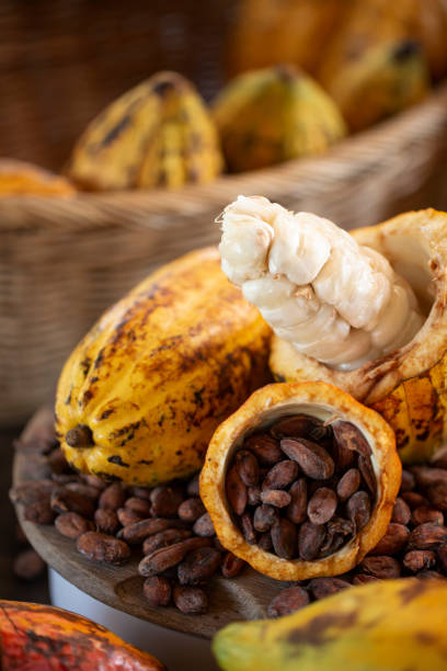 istock Ripe cocoa pod and cocoa beans setup background, Selective focus. 1287227635