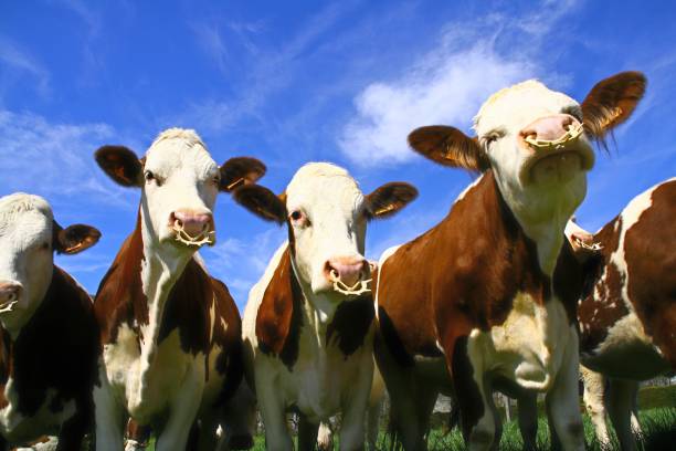 istock The Montbeliarde cow 1287230734