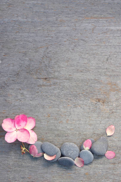 light pink hydrangea flower bloom with river rock on rustic wood background with copy space