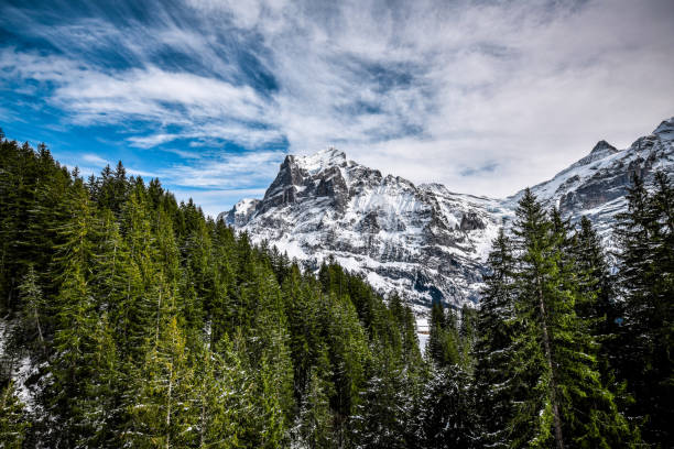 Idyllic Tree Line And Snowy Cliffs  At Grindelwald First, Switzerland