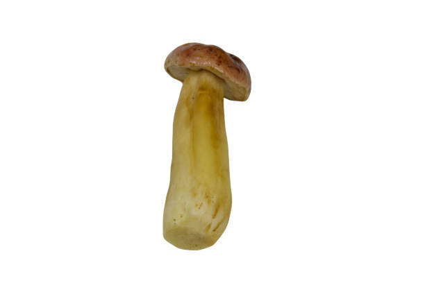 istock Raw porcini mushroom isolated on white background 1287232542