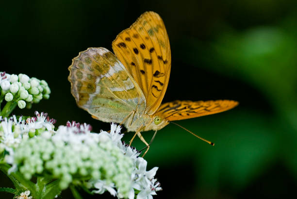 Silver Washed Fritillary Butterfly Silver Washed Fritillary Butterfly silver washed fritillary butterfly stock pictures, royalty-free photos & images