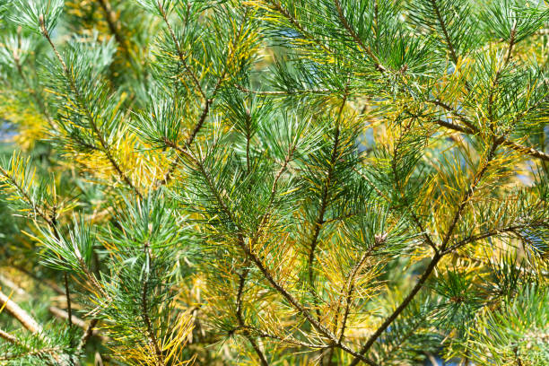 istock Branches of fir tree, close-up 1287234017