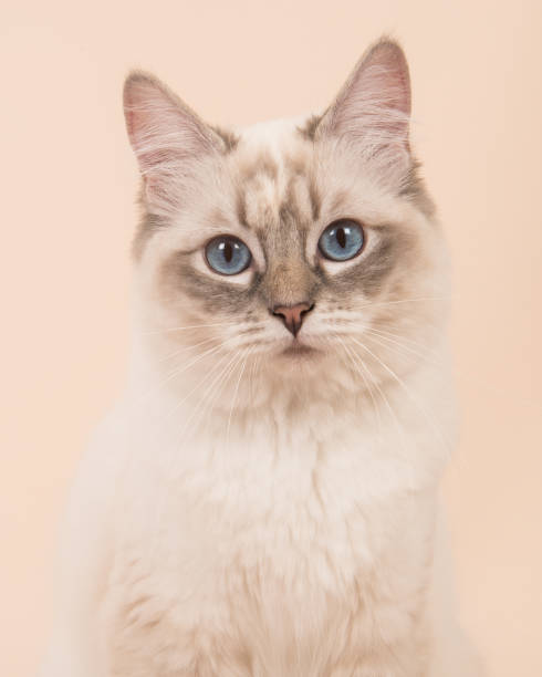 istock Ragdoll cat portrait facing the camera with blue eyes on a cream background 1287234352