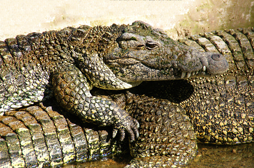 Caribbean crocodiles. two crocodiles basking in the sun