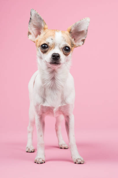 istock Cute standing chihuahua dog facing the camera on a pink background 1287235152