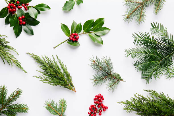 Collection of decorative Christmas plants.