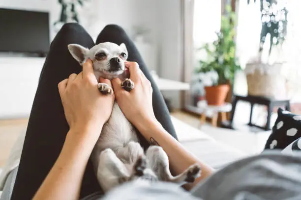 Unrecognizable woman holding a small white chihuahua in her lap, cuddling her pet.