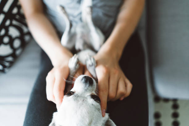 istock Treating my dog like my baby 1287236792