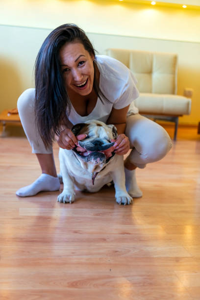 An Attractive Woman of Asian Ethnicity is Enjoying in the Time with her Cute Little Bulldog. They are Playing on the Wooden Floor in the Living Room inside the House.