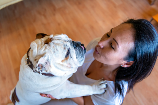 A Woman is Enjoying the Time with her Cute Little Pet. An Attractive Woman with Black Long Hair is Having Fun with English Bulldog Inside the House.