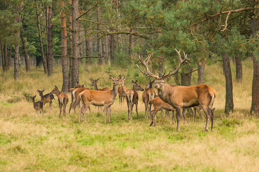 Rebaño de ciervos en el bosque con onde macho ciervo rojo ciervo protegiendo la manada photo