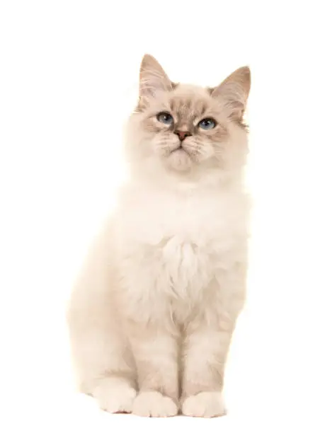 Cute birman kitten cat sitting looking up isolated on a white background