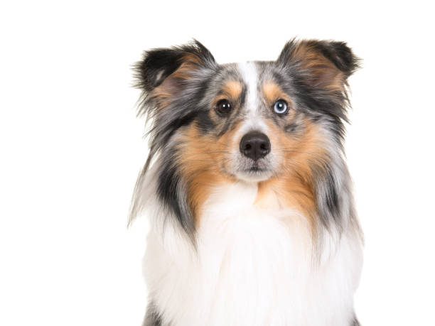 Horizontal portrait of a shetland sheepdog with one blue eye and one brown eye on a white background Horizontal portrait of a shetland sheepdog with one blue eye and one brown eye on a white background sheltie blue merle stock pictures, royalty-free photos & images