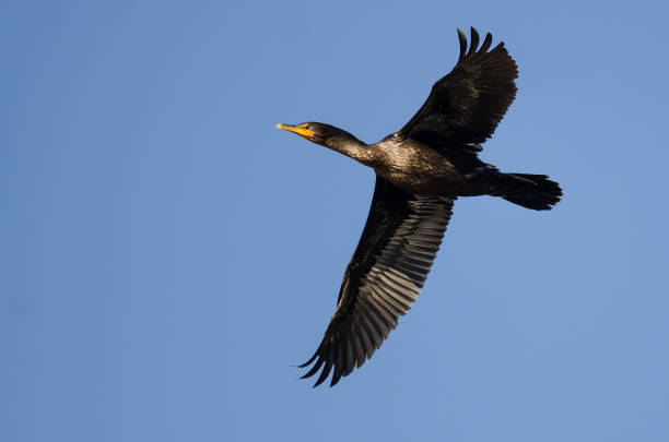 istock Double-Crested Cormorant Flying in a Blue Sky 1287238737