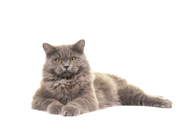 chat britannique de longhair gris assez bleu se trouvant sur le plancher vu du côté faisant face à l’appareil-photo d’isolement sur un fond blanc - british longhair photos et images de collection