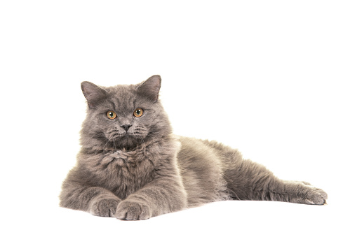 Pretty blue gray british longhair cat lying on the floor seen from the side facing the camera isolated on a white background