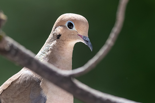 Curious Mourning Dove Perched Among the Tree Branches