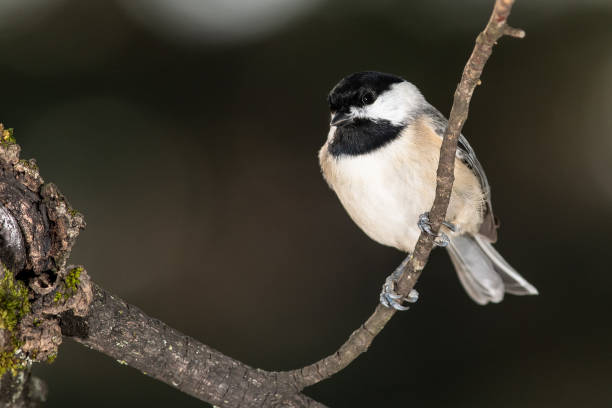 istock Carolina Chickadee Perched Delicately on a Slender Branch 1287238847